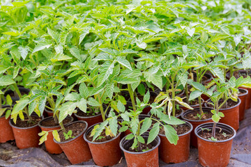 Tomato seedlings in plastic brown cups stand on black agrofiber in the greenhouse.