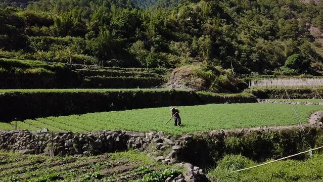 Aerial slowly approaching farmer tilling the soil in a green vegetable garden paddy wearing straw hat holding rake spade in mountainous valley in Kabayan Benguet Philippines