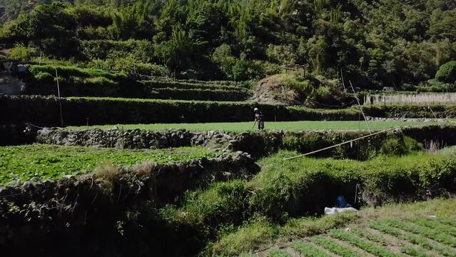 Aerial reversing angry Farmer Tending to crops in vegetable rice patties farms in straw hat revealing more patties more farmers in kabayan benguet philippines