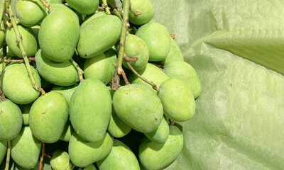 Image of natural freshness wild local mangoes with smooth skin from Thailand and native tropical Asian rare type fruit with copy space.