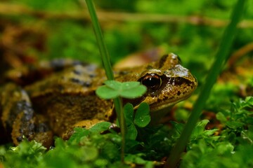 A beautiful frog sitting in the undergrowth