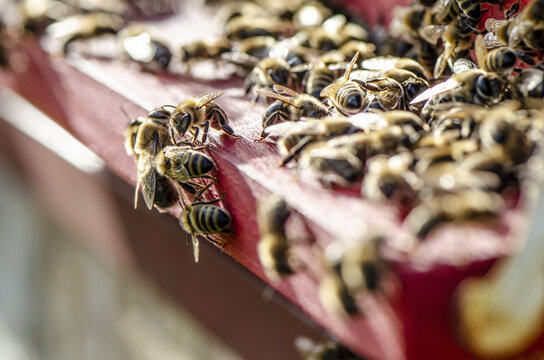 bees resting on the hive