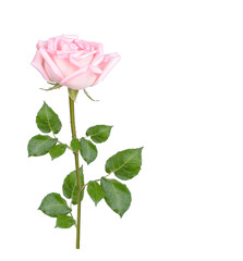 Pink rose with leaves isolated on white background