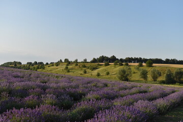 Naklejka na ściany i meble summer lavender field