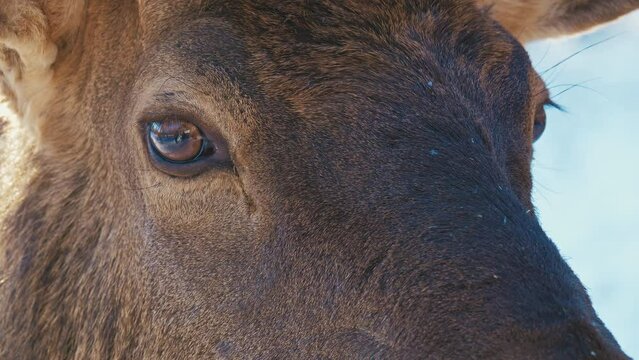 Caspian red, noble or eastern deer looks, blinks. Cervus elaphus maral head, muzzle. Eye of horned animal is watching outdoor. Herbivorous mammal walks in zoo, wildlife sanctuary or nature reserve