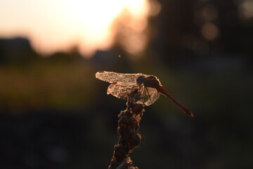 close up of a dragonfly on a sunset
