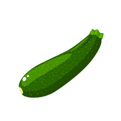 Whole green zucchini. Vector illustration isolated on white background.