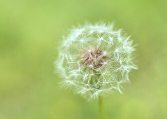 Fototapeta premium dandelion on green background