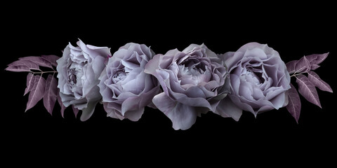 Purple roses isolated on black background. Floral arrangement, bouquet of garden flowers. Can be used for invitations, greeting, wedding card.