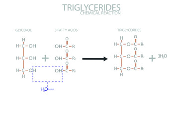 Triglycerides chemical reaction. Molecular formula.
