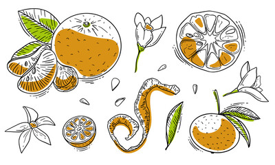 Hand drawn sketch style mandarin in color isolated on white background. Vector illustration.
