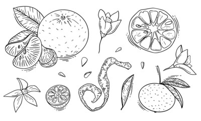 Hand drawn sketch style mandarin in black and white isolated on white background. Vector illustration.