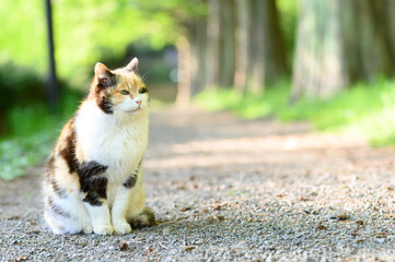 遠くを見つめる三毛猫