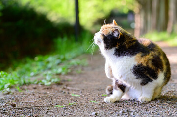 横を向く三毛猫