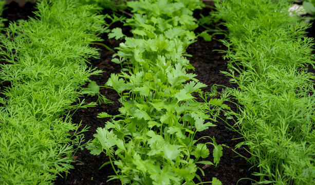 Fresh herbs, coriander (Coriandrum sativum) and dill (Anethum graveolens) growing on the organic herb patch. Gardening.