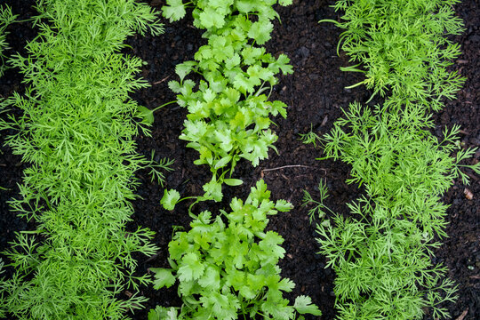 Fresh herbs, Coriander (Coriandrum sativum) and dill (Anethum graveolens) growing on the organic herb patch.
