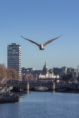 Seagull attacks the O'Connell Bridge photographer - Road Bridge over the River Liffey in Dublin, spectacular view, action in sunlight, Dublin, Ireland