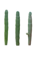 Photo of Cactus species Ritterocereus queretaroensis  Placed on a white background, number three.