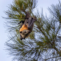 Grey-headed flying-fox, Pteropus poliocephalus, looking at the camera after licking water from its...