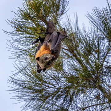 Grey-headed flying-fox, Pteropus poliocephalus, looking at the camera after licking water from its fur while hanging upside down on a tree branch.