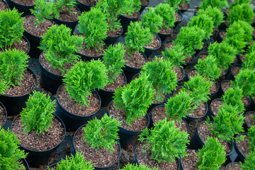 Small thujas in plant nursery - 486493513