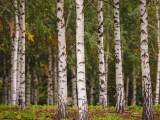 Fototapeta premium traditional forest of central Russia, summer cloudy day. central part of Moscow. Spring landscape with green birch trees.