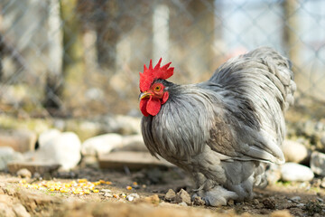 Cochin dwarf pearl rooster © PaulDaniel
