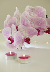 Pink phalaenopsis orchid flower in white bowl and burning candle on gray interior. Minimalist still life. Light and shadow nature background.