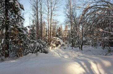 There is a lot of snow in the winter forest