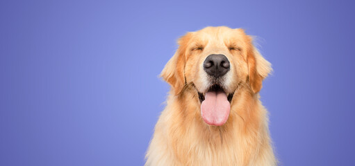 happy golden retriever dog smiling with closed eyes open mouth purple background studio shot - obrazy, fototapety, plakaty