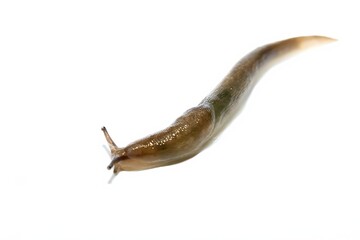A common ground slug, arion ater, moving on a white background