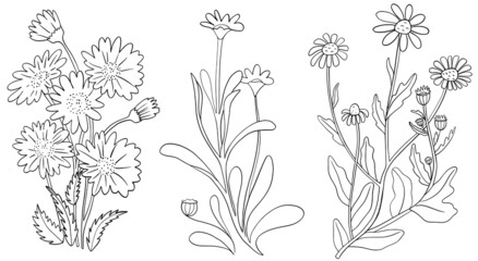 Daisy flowers seamless pattern. Cute floral seamless pattern. Beautiful chamomile print great for fabric, textile, wrapping paper. Vector illustration