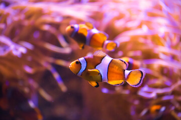 The orange-white clownfish lives with the anemone in the Pacific Ocean.