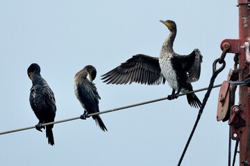 Ein Haubentaucher (Phalacrocorax carbo) trocknet nach dem Tauchgang die Flügel.