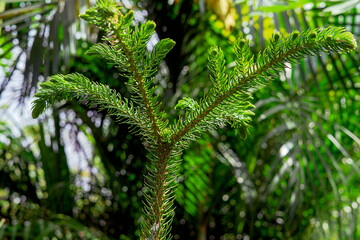 close up of fern leaf