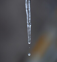 Naklejka na ściany i meble A drop of water detached from an icicle falls down
