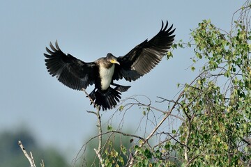 Haubentaucher (Phalacrocorax carbo) fliegt seinen Sitzplatz an.