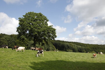 Rural landscape in Belgium - 486496516