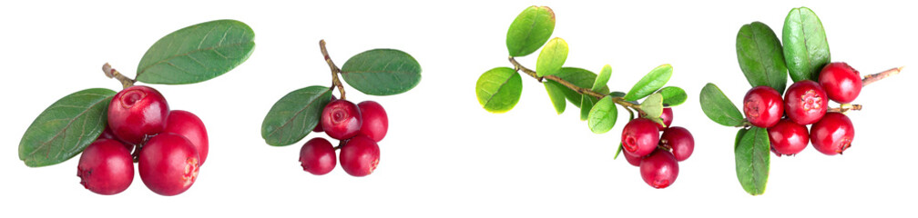Young fresh lingonberry on a branch with leaves, isolated on a white background