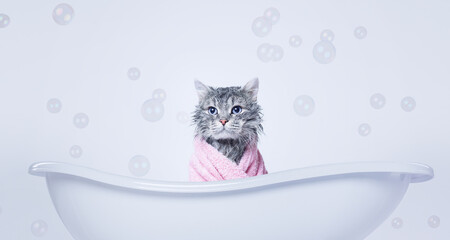 Funny wet gray tabby cute kitten after bath wrapped in towel with big eyes. Just washed lovely...