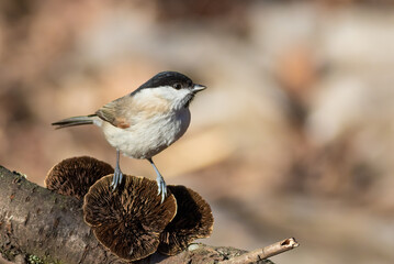 Marsh tit, Poecile palustris. The bird sits on a fungus that grows on a tree branch