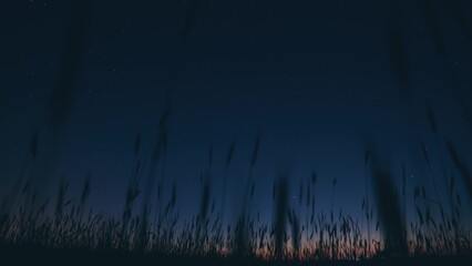 silhouettes of young wheat sprouts on Night Starry Sky Galaxy natural background. time night. video night nighttime. Summer background, summertime background. Glowing Stars. Glow Of Sky Stars 4K