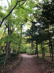 Obraz premium path in the forest