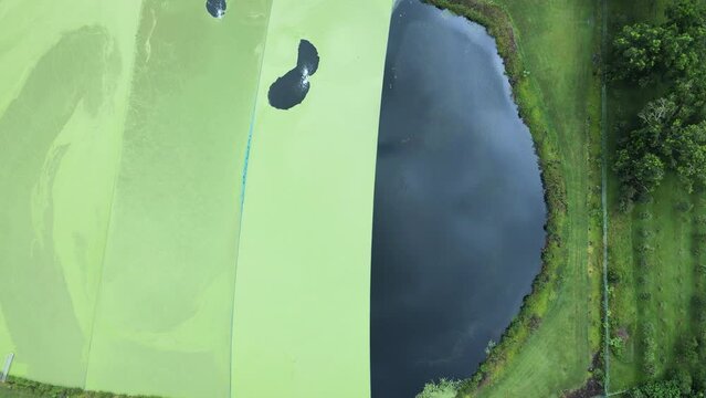 Contrasting patterns from a green weed outbreak on the surface of a sewerage treatment pond. High drone view