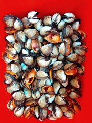 close up of a lot of mussels on the market