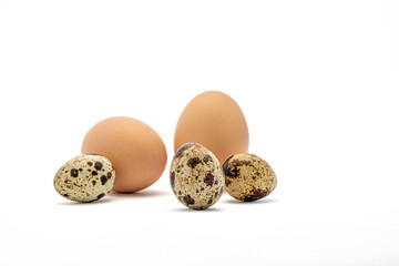 quail and chicken eggs on a white background