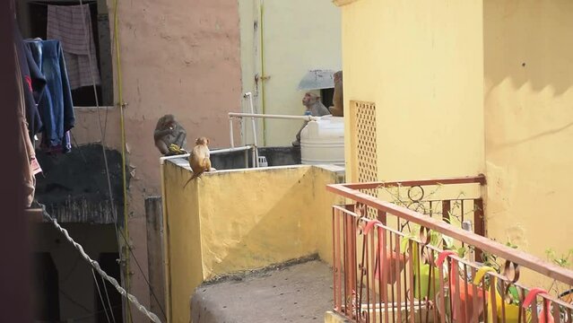 Invasion of monkeys at a residential area in India