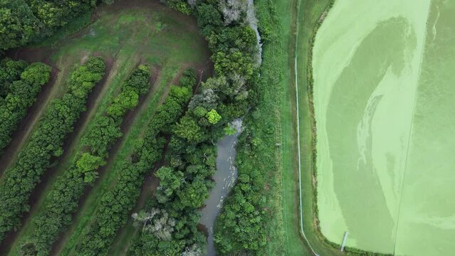 Fruit tree orchard growing next to a wastewater treatment plant and sediment ponds. High drone view