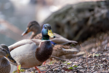 東京都新宿区の公園にいる野鳥