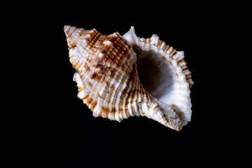 sea shell isolated on black